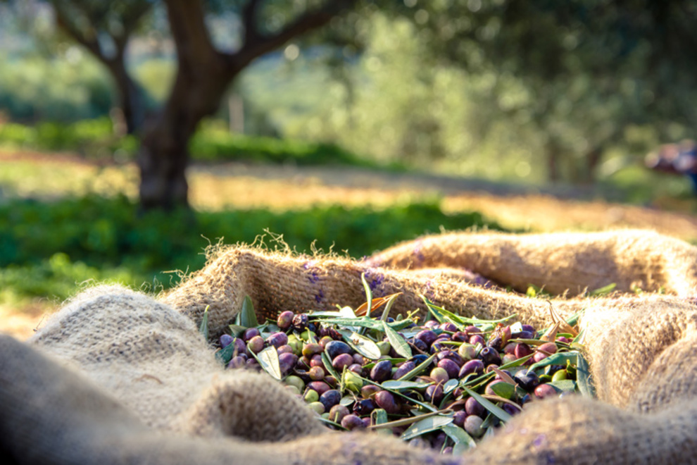 Ottobre: tempo di raccolta delle olive nella vostra proprietà di lusso in Versilia